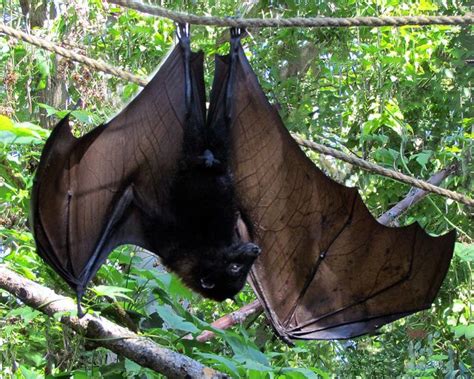 They Are Also Called Fruit Bats Old World Fruit Bats Or Especially The Genera Acerodon And