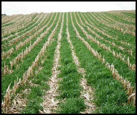 Planning Cover Crops? Planting Options to Consider | Rice Soil and