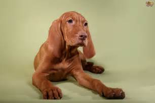 In hungarian vizsla means alert and responsive. Five universal personality traits of the Hungarian Vizsla ...