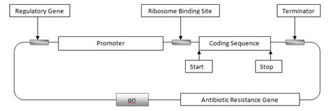 Expression Vectors: Types & Characteristics – StudiousGuy