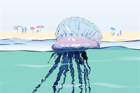 Firstly, the sincerely amazing species known as the portuguese man o' war remains a particularly dangerous variety of marine hydrozoan. Seven people stung by deadly Portuguese Man O'War on ...