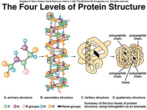 Protein sequences can be determined directly or from the dna that encodes them. Amino acids and Proteins | Experiences with Biochemistry