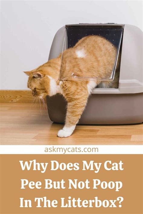 Why Does My Cat Pee And Poop Outside The Litter Box Sale Cheapest Save