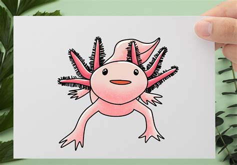 How To Draw An Axolotl Design School