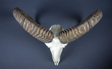 Alpine Mouflon Ram Horns And Skull Ahs55 Antlers Horns And Skulls