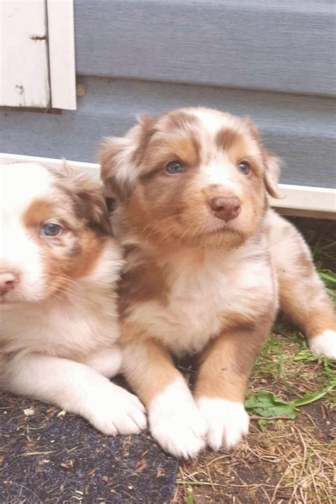 Dog Lovers Australian Shepherd Dogs And Puppies In 2020 Cute Baby