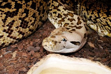 【驚愕】ペットとして買った20cmのヘビ、8年後とんでもない化け物に（画像あり） ポッカキット