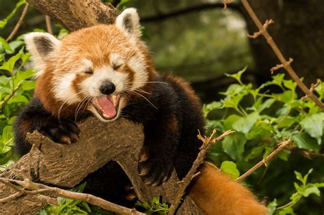 Cute Red Pandas Are Easy Candidates For Exotic Pet Trade