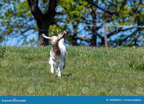Happy Baby Goat Running Through In A Meadow Stock Image Image Of Baby