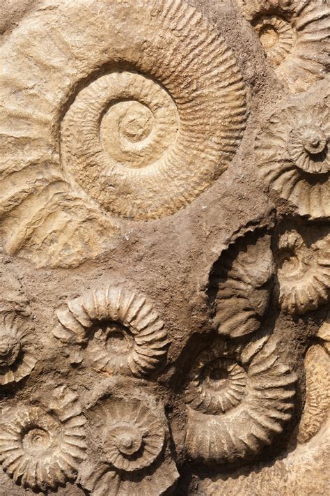 Shell Fossils Free Stock Photo Public Domain Pictures