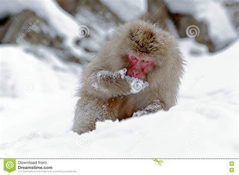 Monkey Japanese Macaque Macaca Fuscata Sitting On The