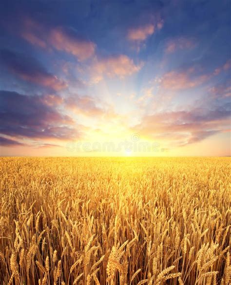 Wheat Field And Sunrise Sky As Background Ripening Wheat Field And
