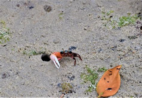 adventures with the naked hermit crabs it s august my xxx hot girl