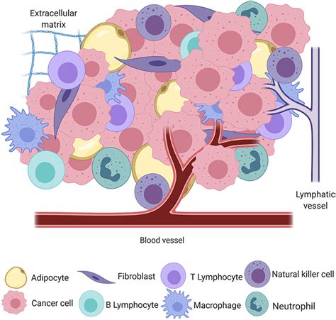 Frontiers Comparative Approach To The Temporo Spatial Organization Of The Tumor Microenvironment