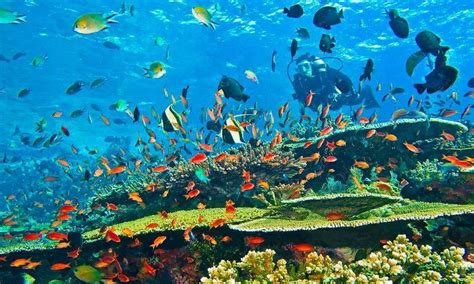 34 lukisan pemandangan dasar laut jual lukisan dekorasi dinding pemandangan alam bawah laut orange lk 1499 kab gianyar amanda0903 in 2020 painting art tie dye skirt wow 30 gambar pemandangan indah di dalam laut kehidupan dibawah laut pemandangan di bawah laut download wallpaper pemandangan ba di 2020. Gambar Pemandangan Indah Di Dasar Laut