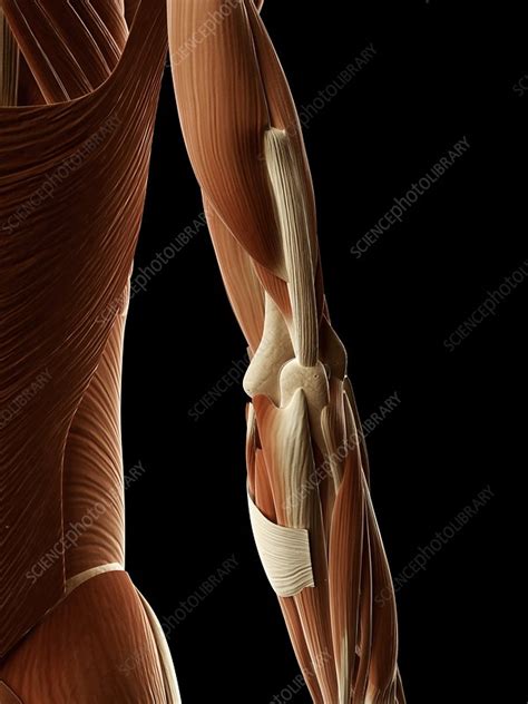 Skeletal muscles, like other striated muscles, are composed of muscle cells, called muscle fibers, which are in turn composed of myofibrils, which are composed of sarcomeres, the basic building block of striated. Human arm muscles, illustration - Stock Image - F010/9241 - Science Photo Library