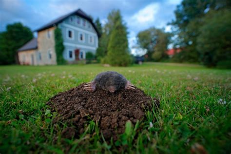 How To Get Rid Of Moles Install It Direct