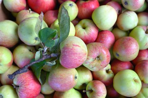 Group Of Fresh Red And Green Apples Stock Image Image Of Natural