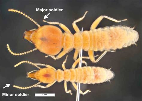 Termite Identification Guide Ehrlich Pest Control