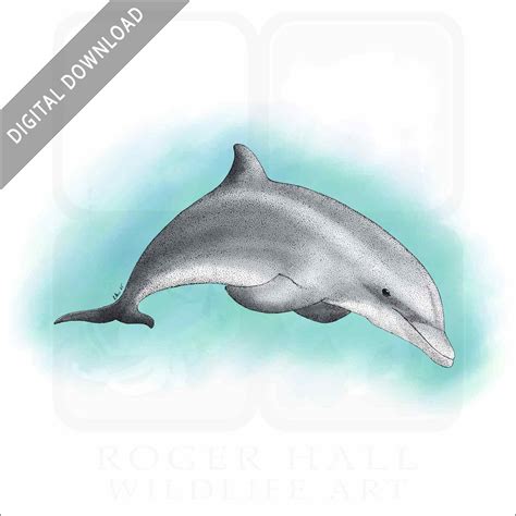 Stock Art Drawing Of A Bottlenose Dolphin Inkart