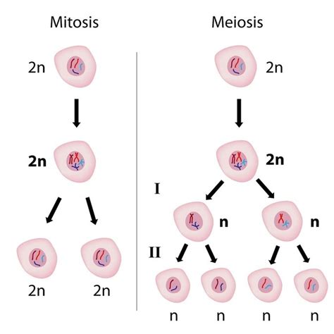 Tabla Comparativa Entre Mitosis Y Meiosis
