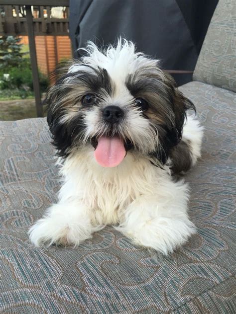 But we know that when looking at all the food options, it can be a bit of a challenge trying to figure out exactly which food will suit your shih tzu dog the best. Shih Tzu - Affectionate and Playful | Shitzu dogs, Puppies ...