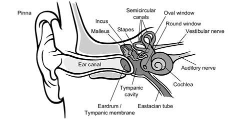 1 A Schematic Version Of The Anatomy Of The Human Auditory System