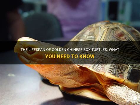 The Lifespan Of Golden Chinese Box Turtles What You Need To Know Petshun