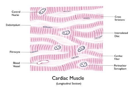 Simple Histology Diagram Of Cardiac Tissue Muscle Longitudinal Section