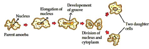 In the amoeba, binary fission occurs when a cell divides and forms two daughter cells. Revision Notes for Science Chapter 9 - Reproduction in ...