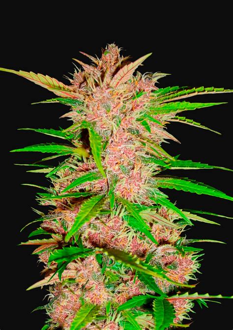 Fast Buds Fastberry Feminized Deeply Rooted Seed Bank