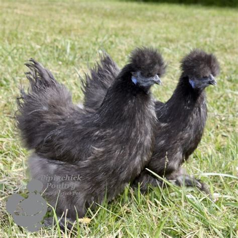 Dark Grey Silkie Non Bearded Chickens Pipinchick Silkies