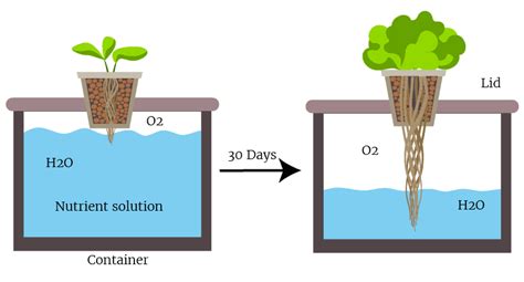 The Kratky Method Grow Food The Passive Hydroponic Way Step By Step