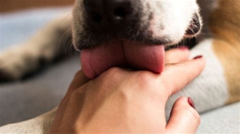 Man In Germany Dies After Being Licked By Dog And Contracting Rare