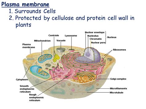 We did not find results for: Cell Types and Cell Structure - Presentation Biology