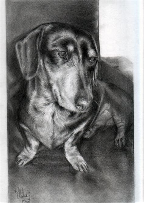Pencil Portrait Of Dachshund By J R X On Deviantart