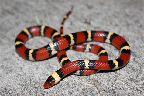 Scarlet Kingsnake Florida Snake Id Guide