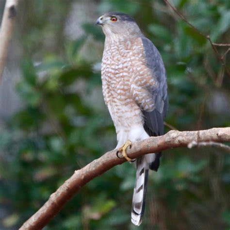 10 Amazing Facts About Cooper's Hawks - Bird Watching Academy