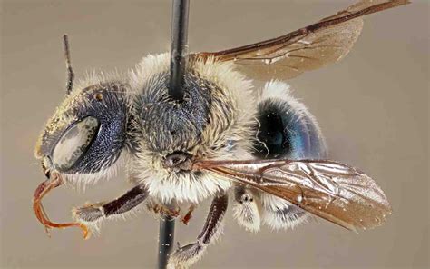 Conservationists Rejoicing Over Discovery Of ‘ultra Rare Blue Bee