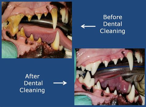 Do Dogs Need Dental Cleaning