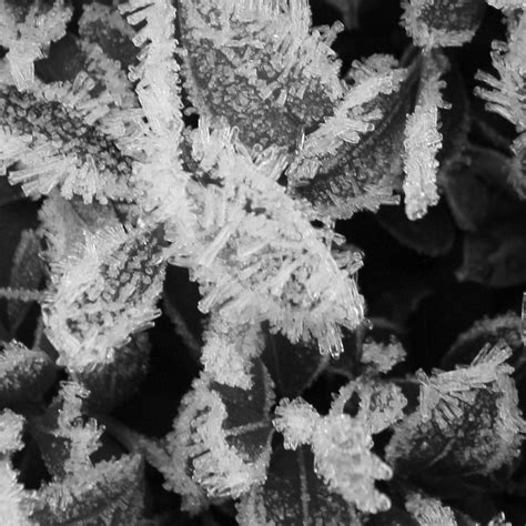 Ice Crystals Ice Crystals On A Hedge Jason Mullins Flickr