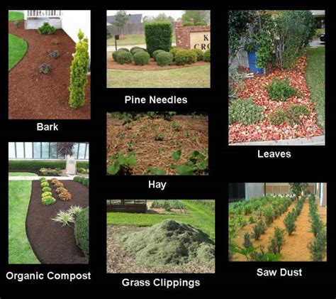 Mulch Is The Term For Any Organic Material Used As Top Dressings On