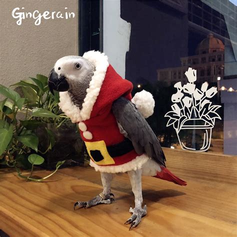 Gingerain Bird Clothes Parrot Big Christmas Original Hand Made Custom