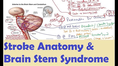 Neurology 02 Stroke Anatomy And Brainstem Syndrome Youtube