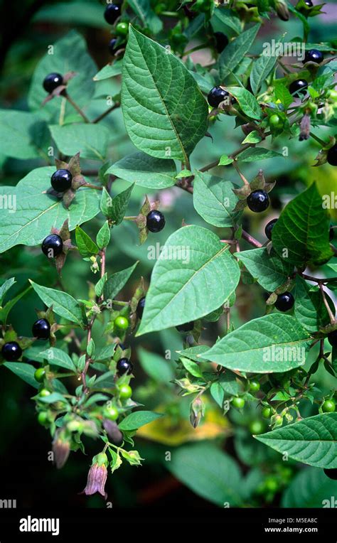 Deadly Nightshade Atropa Belladonna Toxic Plant Used In Medicine In
