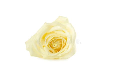 White Rose Stock Image Image Of Bloom Petal Flower 62698429