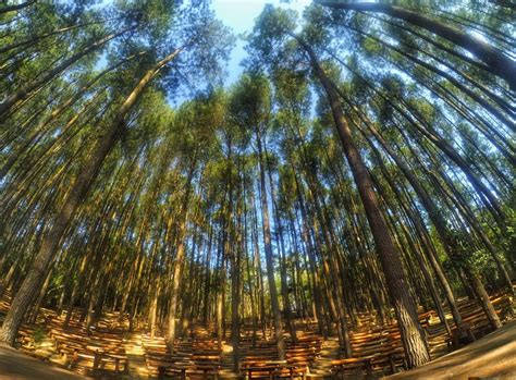 Wow 30 Foto Pemandangan Hutan Pinus Kumpulan Gambar Pemandangan