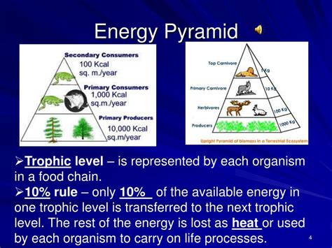 Ppt Flow Of Matter And Energy Through Trophic Levels Powerpoint