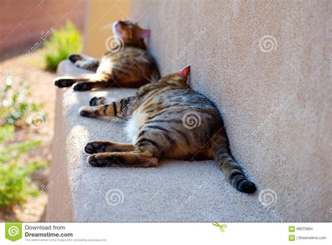 Two Bengal Cats Lying Down And Relaxing Outside Stock