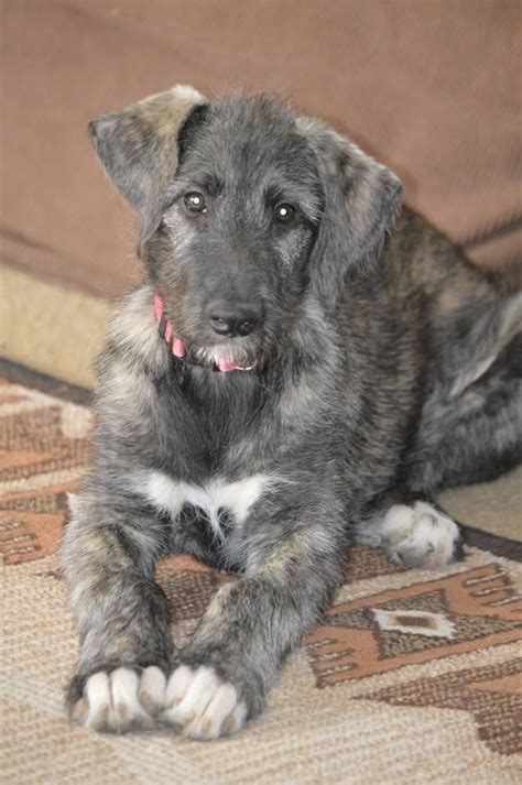 Akc Irish Wolfhound Pup ~ Female This Little Sweetheart Is 11 Weeks